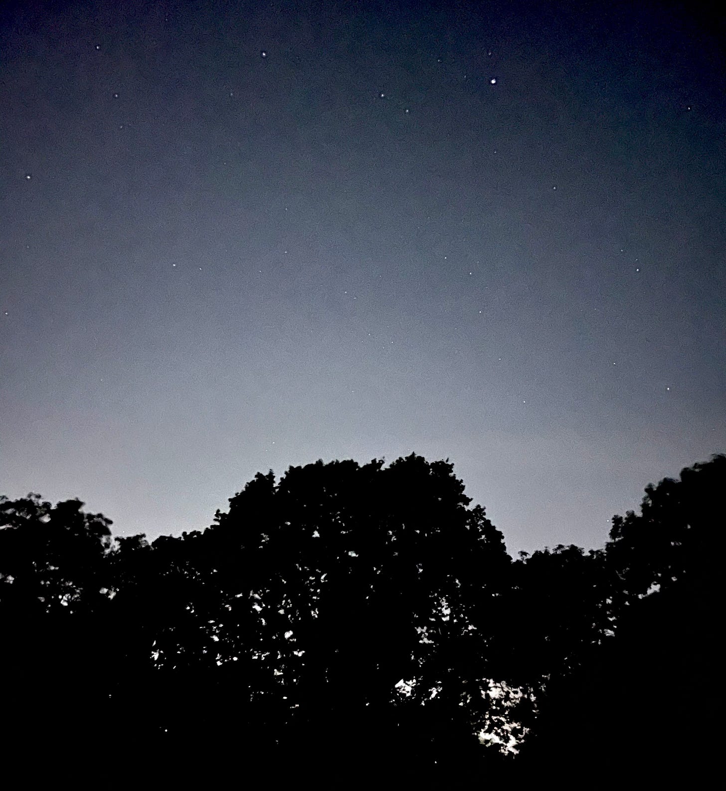 A blurry photo of the night sky above silhouetted trees in Hampstead Heath, London
