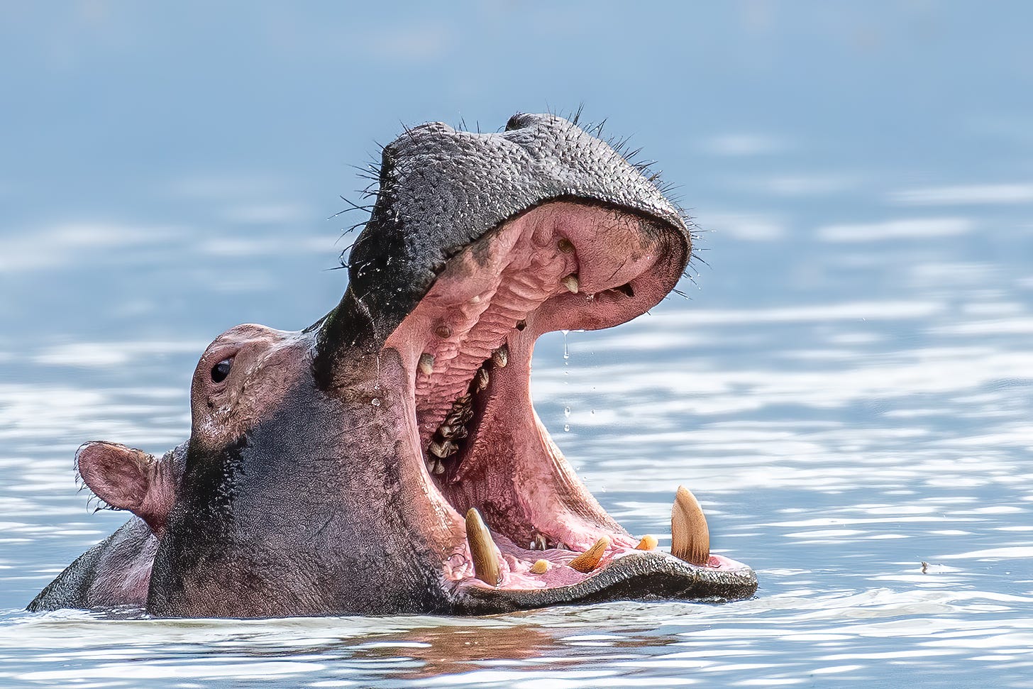 A hippo emerges from the water, with it's mouth open wide, bearing sharp teeth.