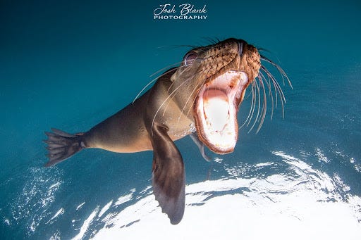 Sea lion