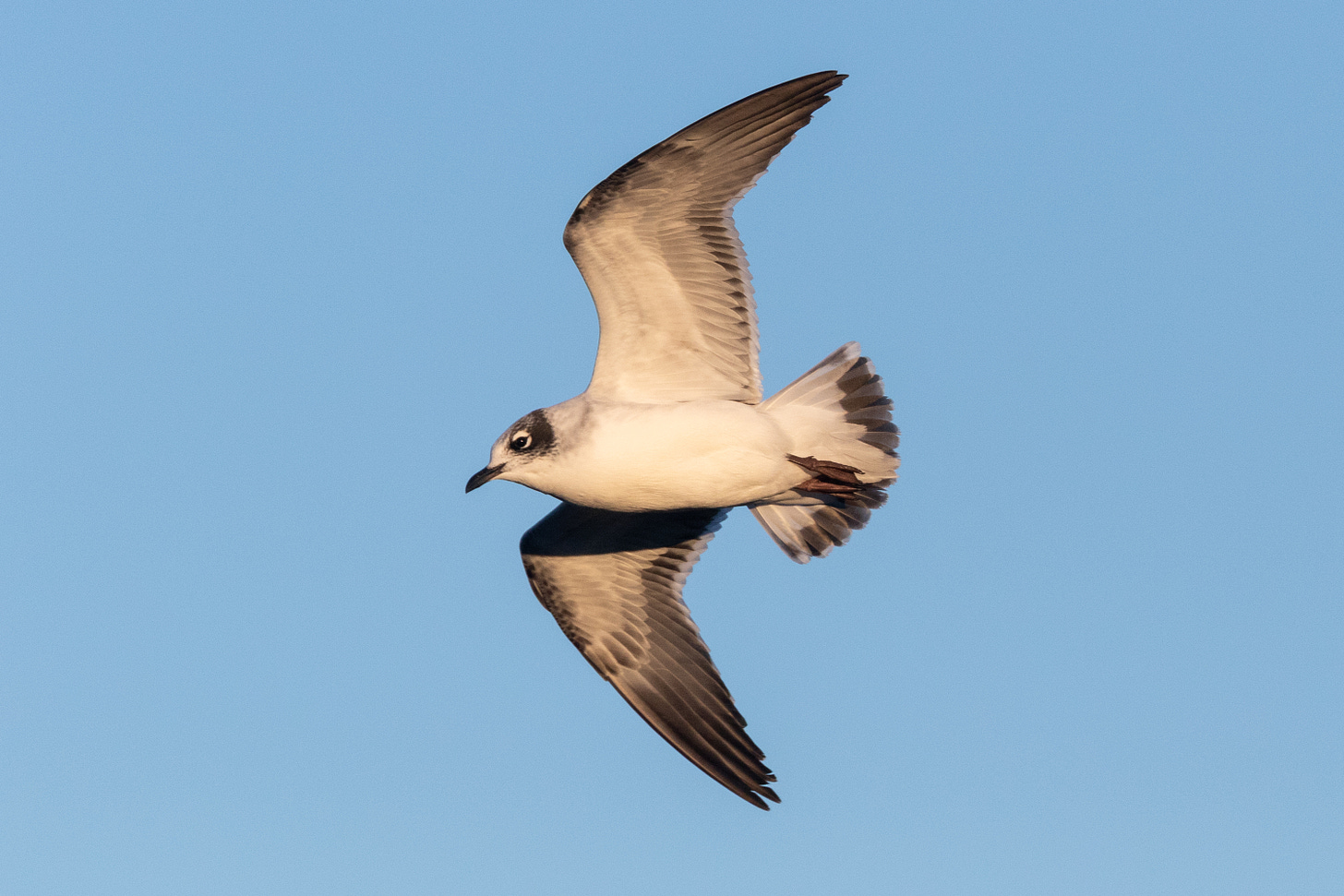 a white bird with long, pointed, black-tipped wings, a band of black across its tail feathers, and a black cap with bright white arcs over and under its eyes, flying with wings outstretched against a blue sky