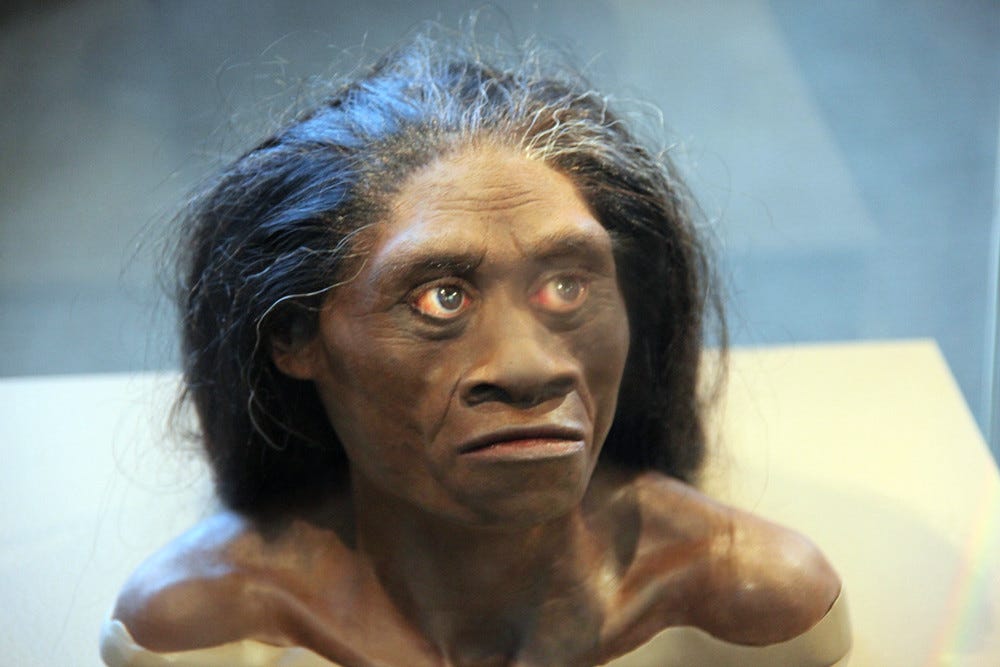 Homo floresiensis adult female - model of head - Smithsoni… | Flickr