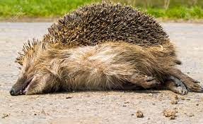 Dead Porcupine In The Middle Of The Road Stock Photo, Picture And Royalty  Free Image. Image 2836865.