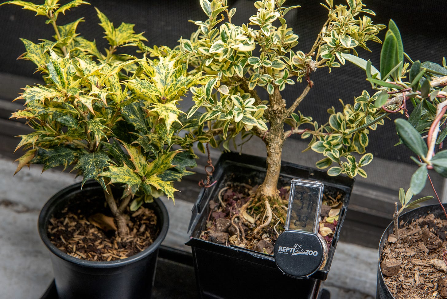 ID: Photo of osmanthus heterophyllus and variegated boxwood pre bonsai.