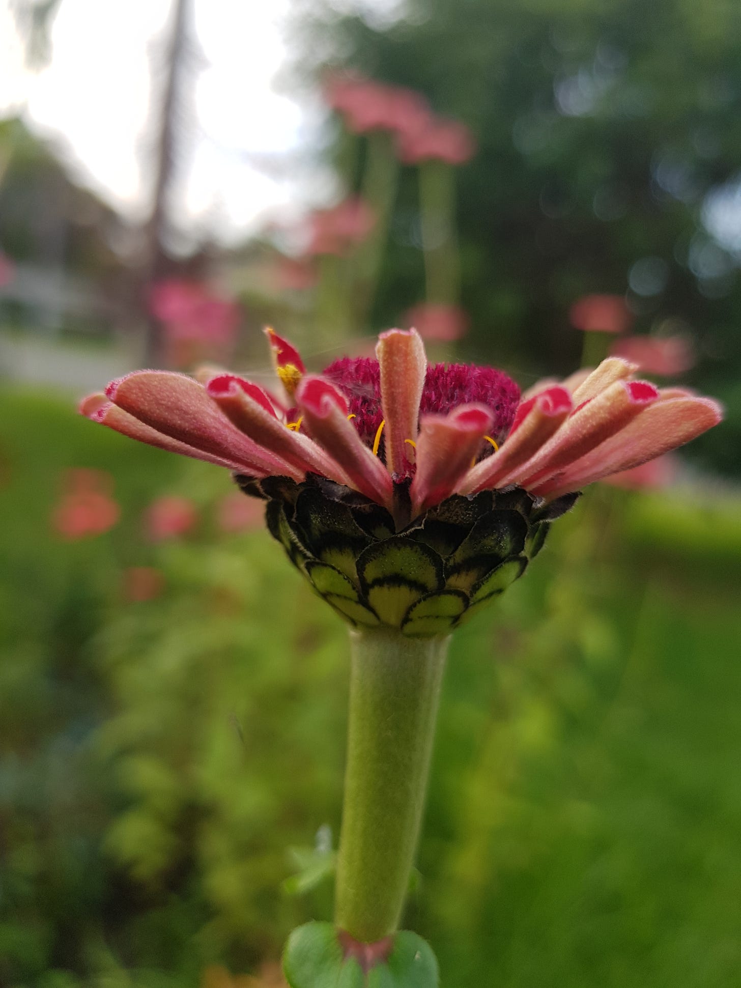 Photo of a partially opened, hot pink zinnia bud.