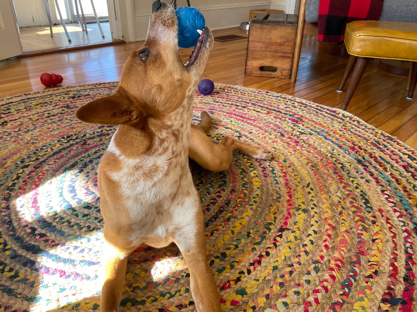 Rufus the puppy, red-colored, with a ball in his mouth and his nose in the air