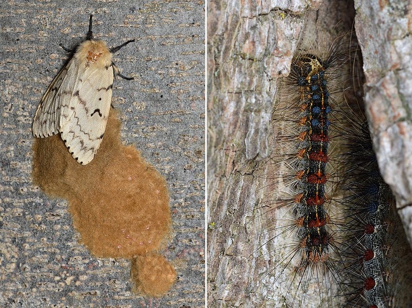 Adult spongy moth (Lymantria dispar dispar) with egg mass, and caterpillars on tree trunk.
