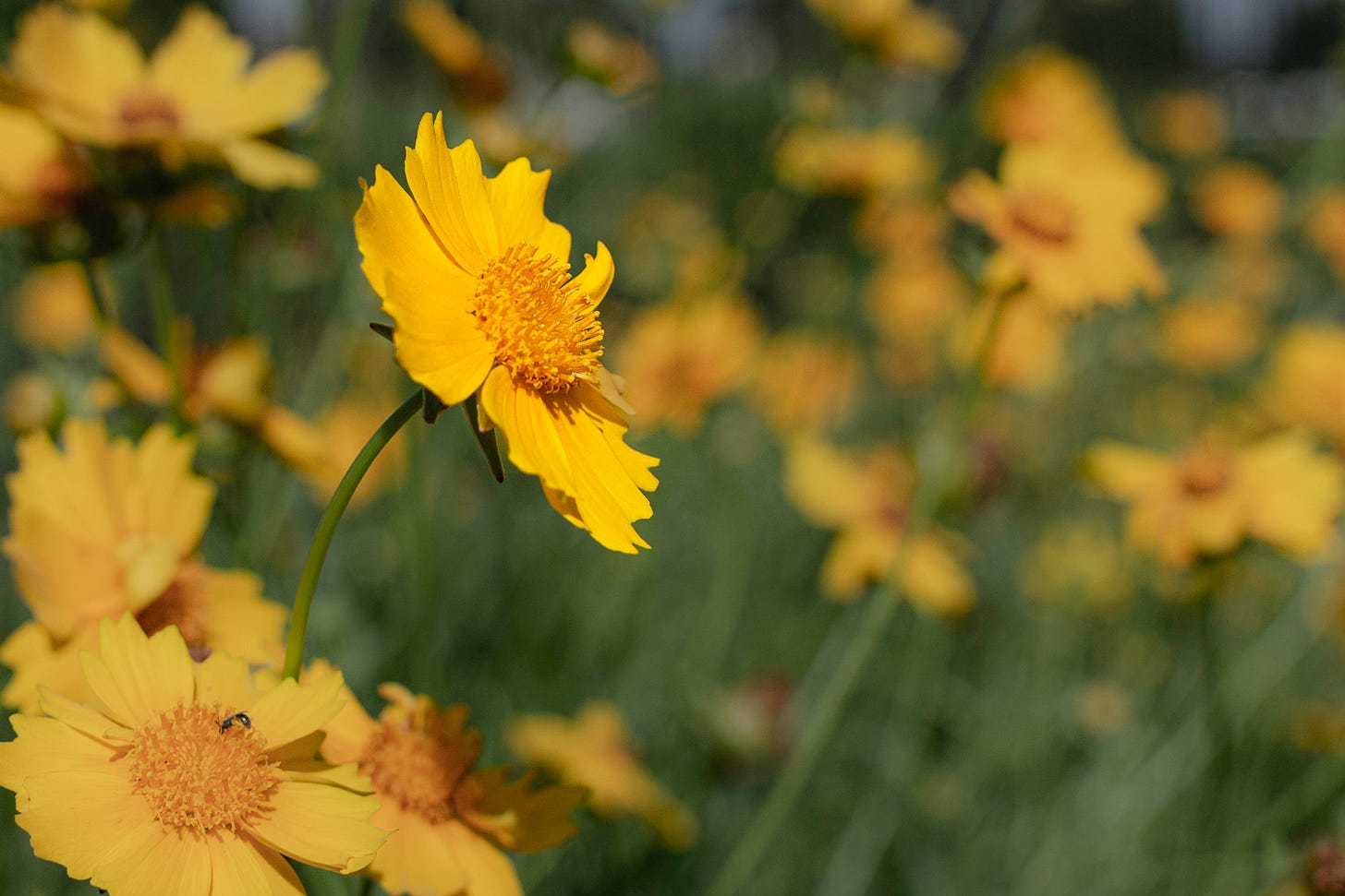 single yellow coreopsis standing out amid all the others that are somewhat blurred