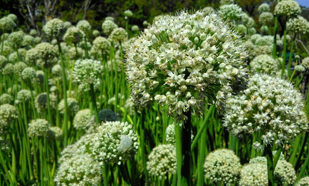 AmazinG piCtures: Onion Flowers