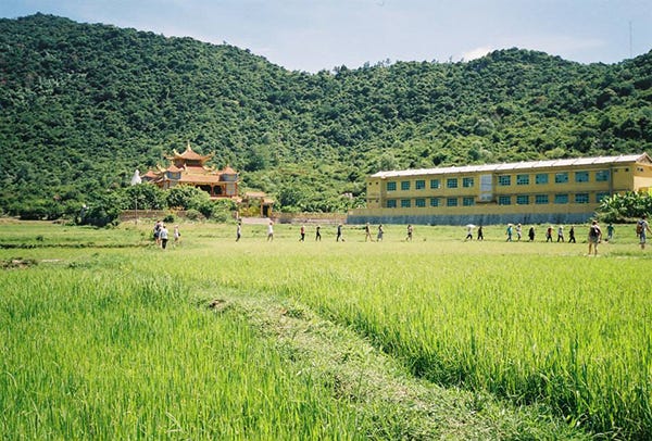 Vietnamese rice paddy
