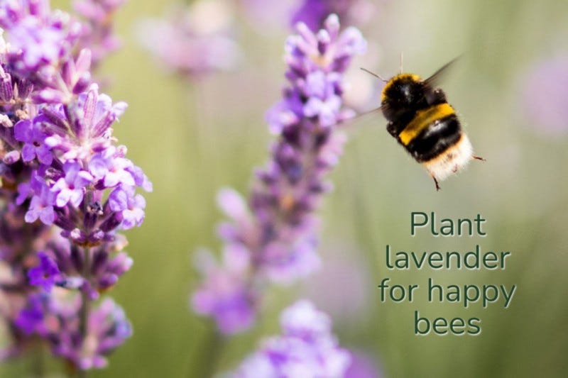 Purple lavender flowers and a bumblebee in flight.