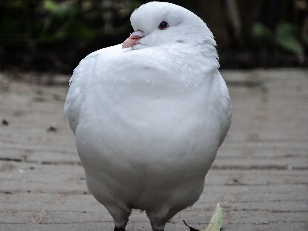 Big dove | It looked like a chicken when walking. | tom-oneill | Flickr