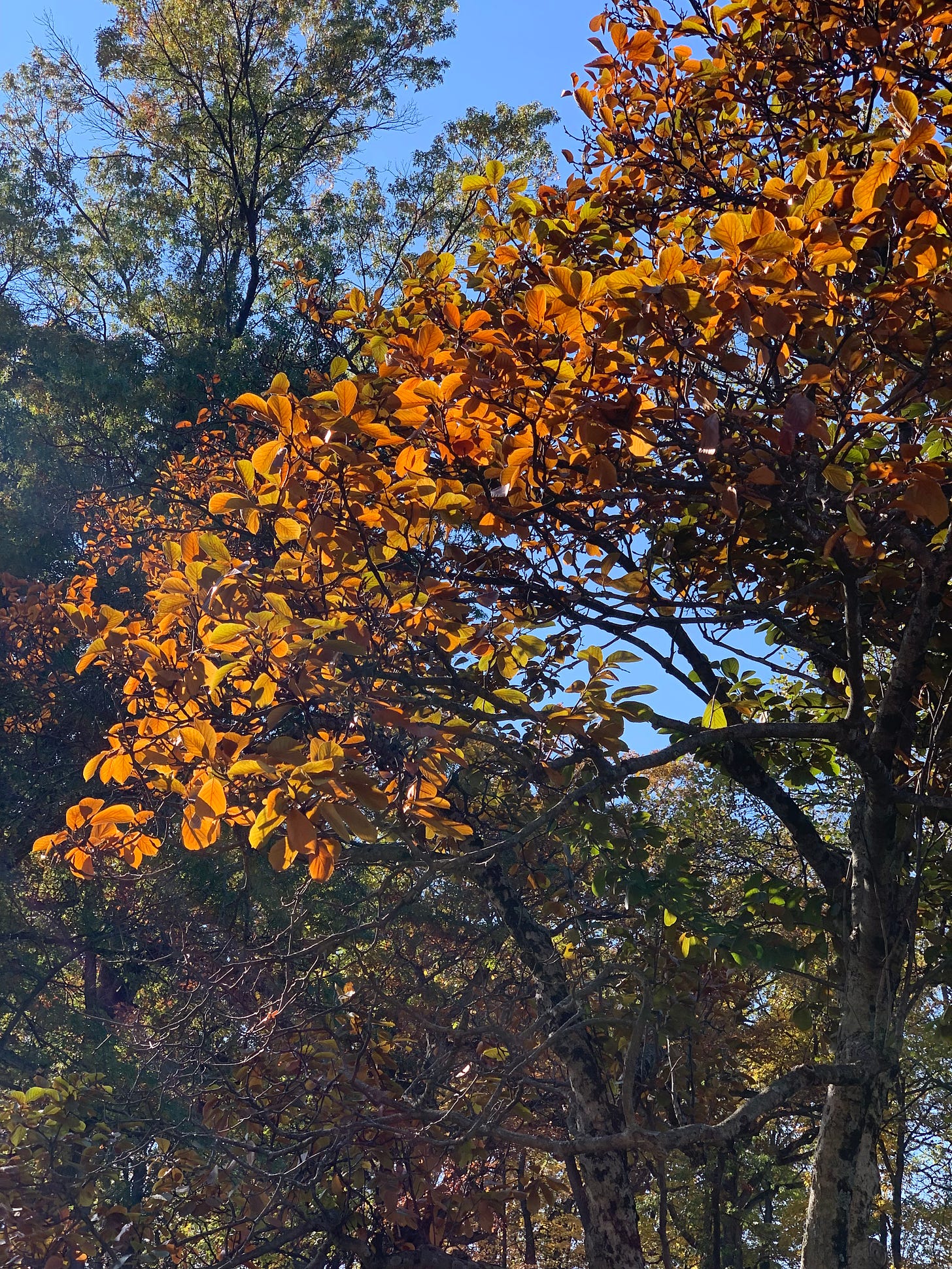 Close up of a tree with golden brown leaves.
