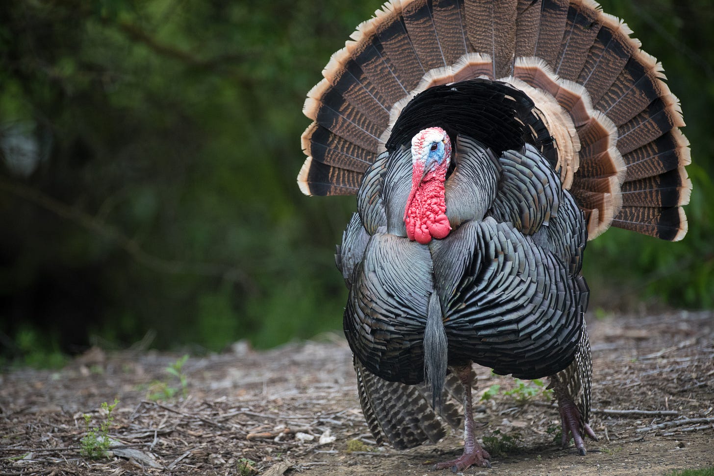 Wild facts about Wild Turkeys - BirdWatching