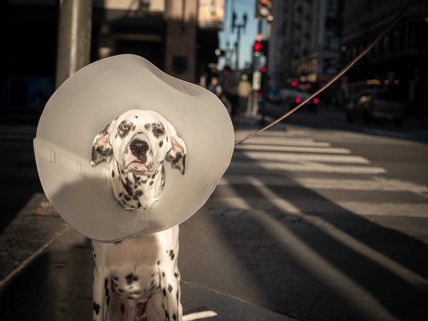 Photo of a black and white dog wearing a cone of shame