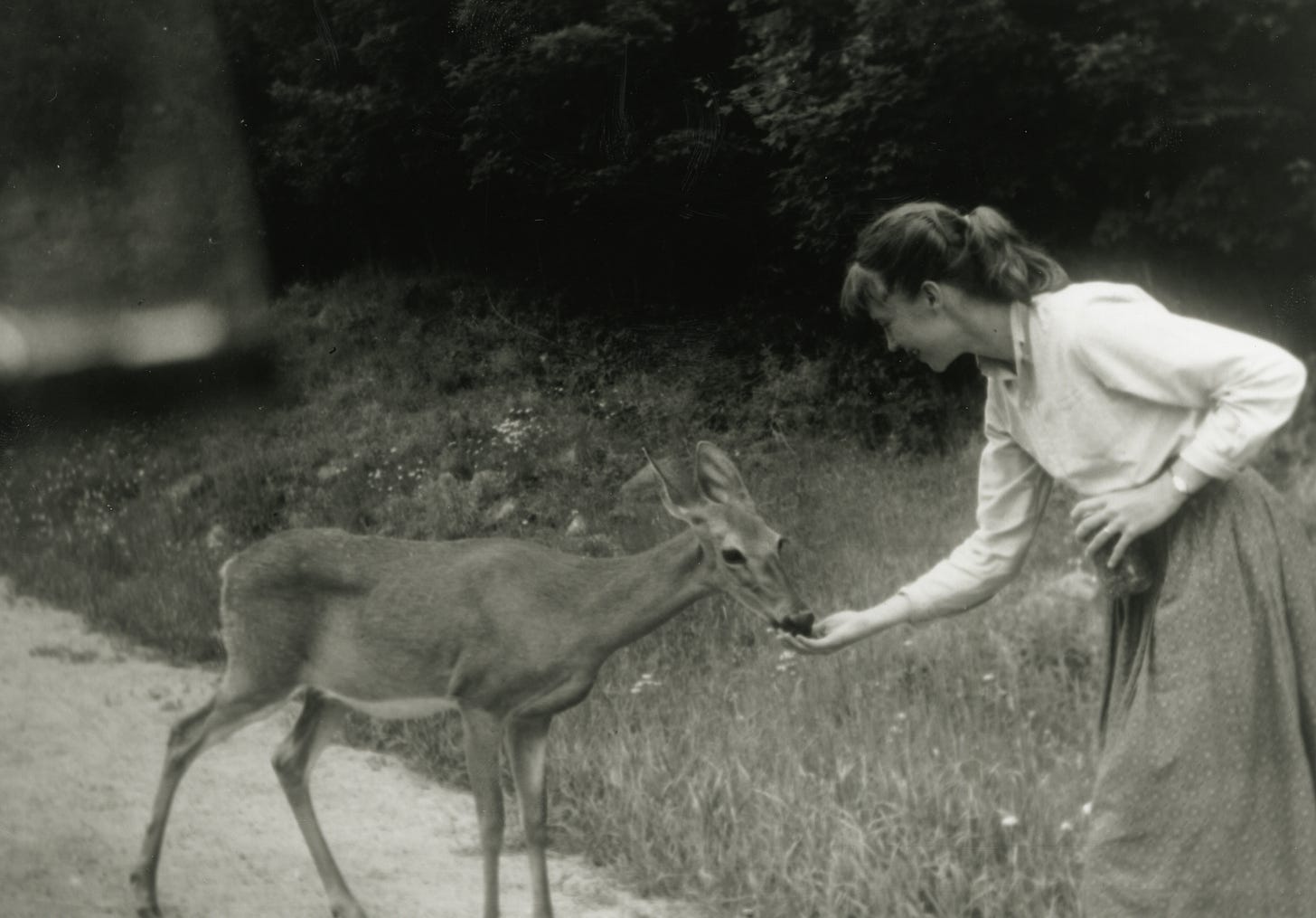 Peter K Steinberg on Twitter: "Sylvia Plath fed a Canadian deer  blueberries. Would you? https://t.co/q7VDJB6qVs" / Twitter