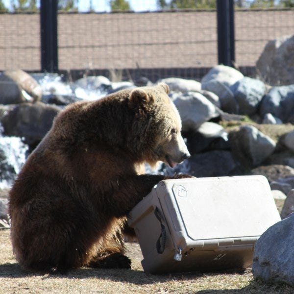 Grizzly sow Spirit, a resident of the Grizzly & Wolf Discovery Center, takes her cooler-testing duties very seriously.