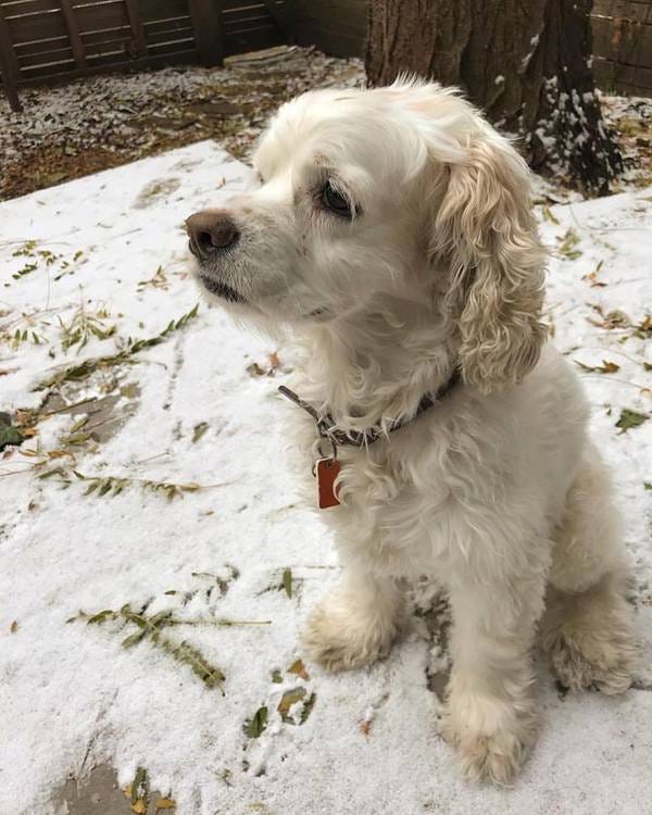 Bailey, who belongs to loyal subscriber and podcast guest Sonya, doesn’t understand why it’s snowing. You live in Chicago, Bailey!