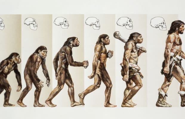 How Did Humans Evolve? - HISTORY