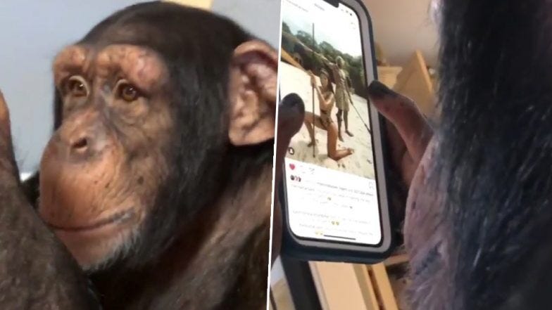 Image result for chimpanzee instagram