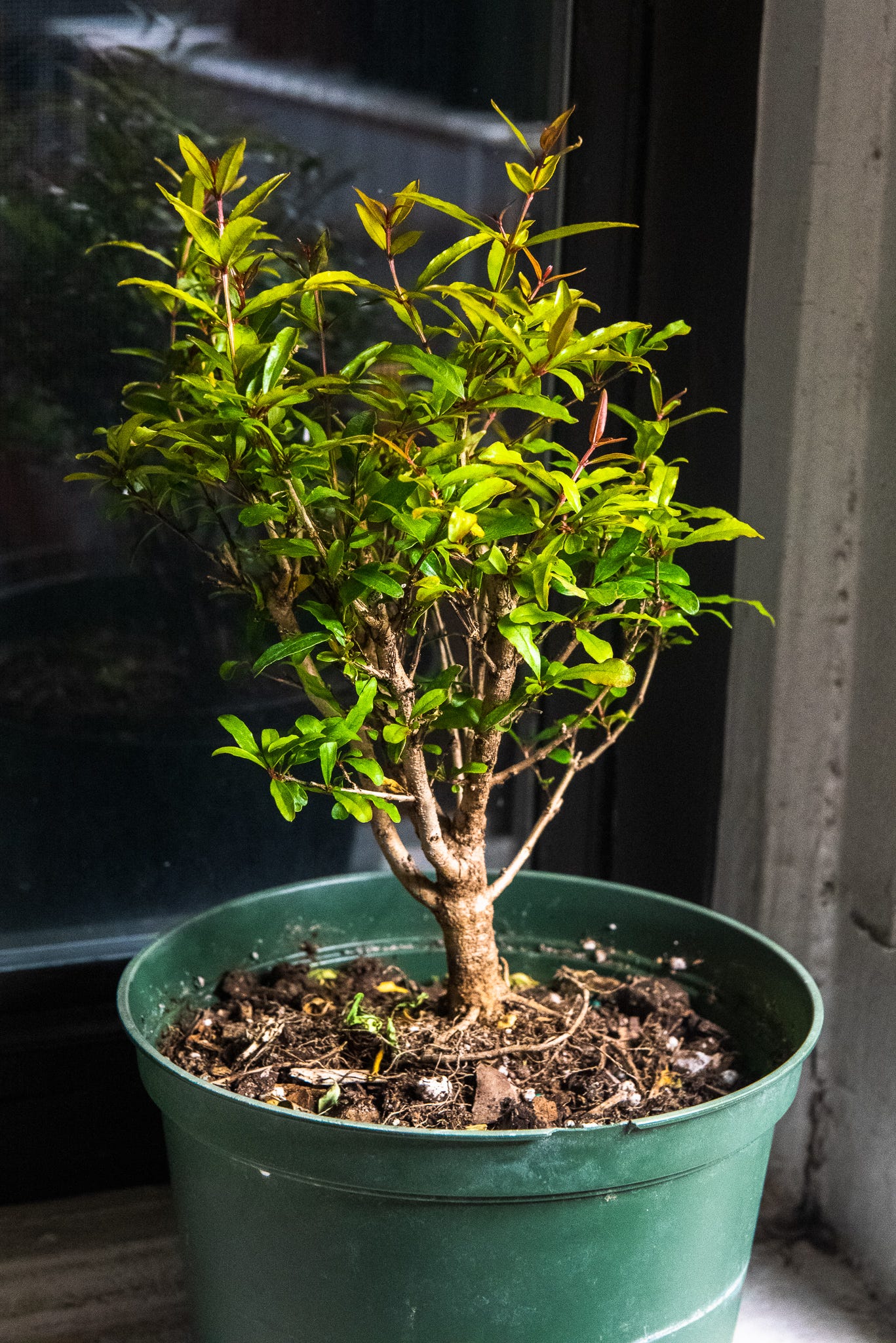 ID: A second unstyled pomegranate pre bonsai