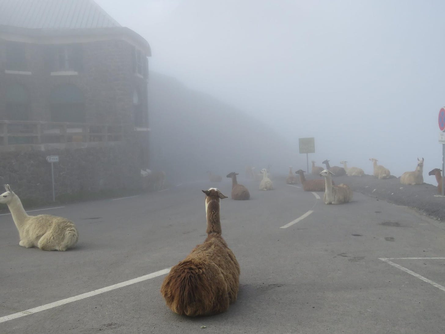Llamas interrupting the Tour de France in 2016