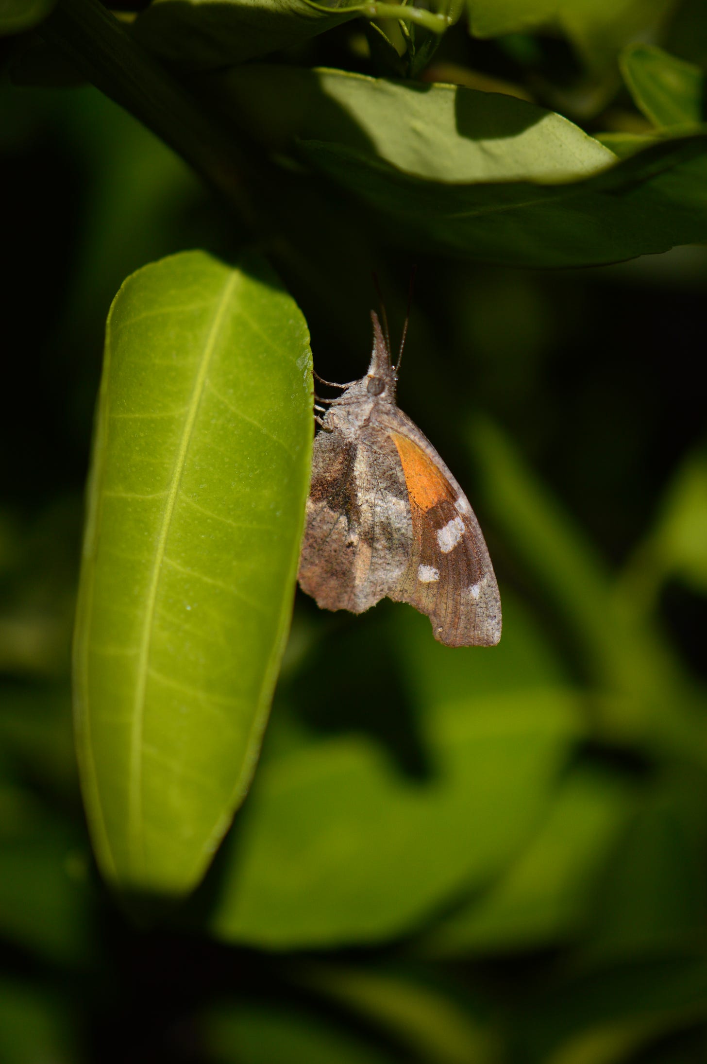 snout butterfly on kumquat leaf
