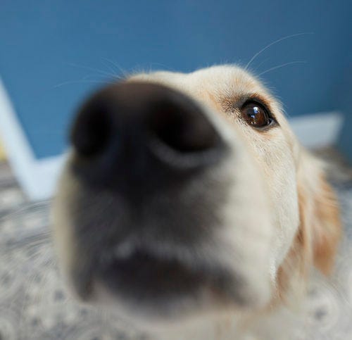 Why Does My Dog Sniff My Crotch? How to Curb a Dog&#39;s Scent Drive