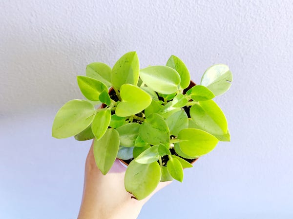 Picked up a cute Peperomia pixie the other day. Picked up a cute Peperomia pixie the other day.