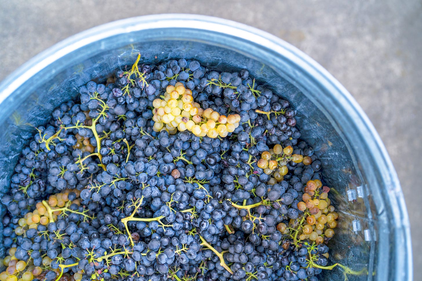 Bowl of freshly picked grapes from the vine.