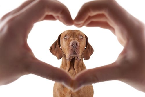 The Science Behind Oxytocin and Puppy Love