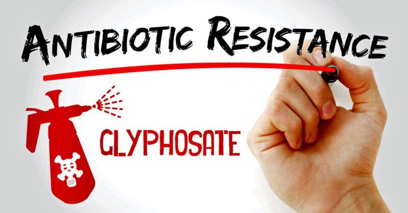 glyphosate weedkiller antibiotic resistance feature