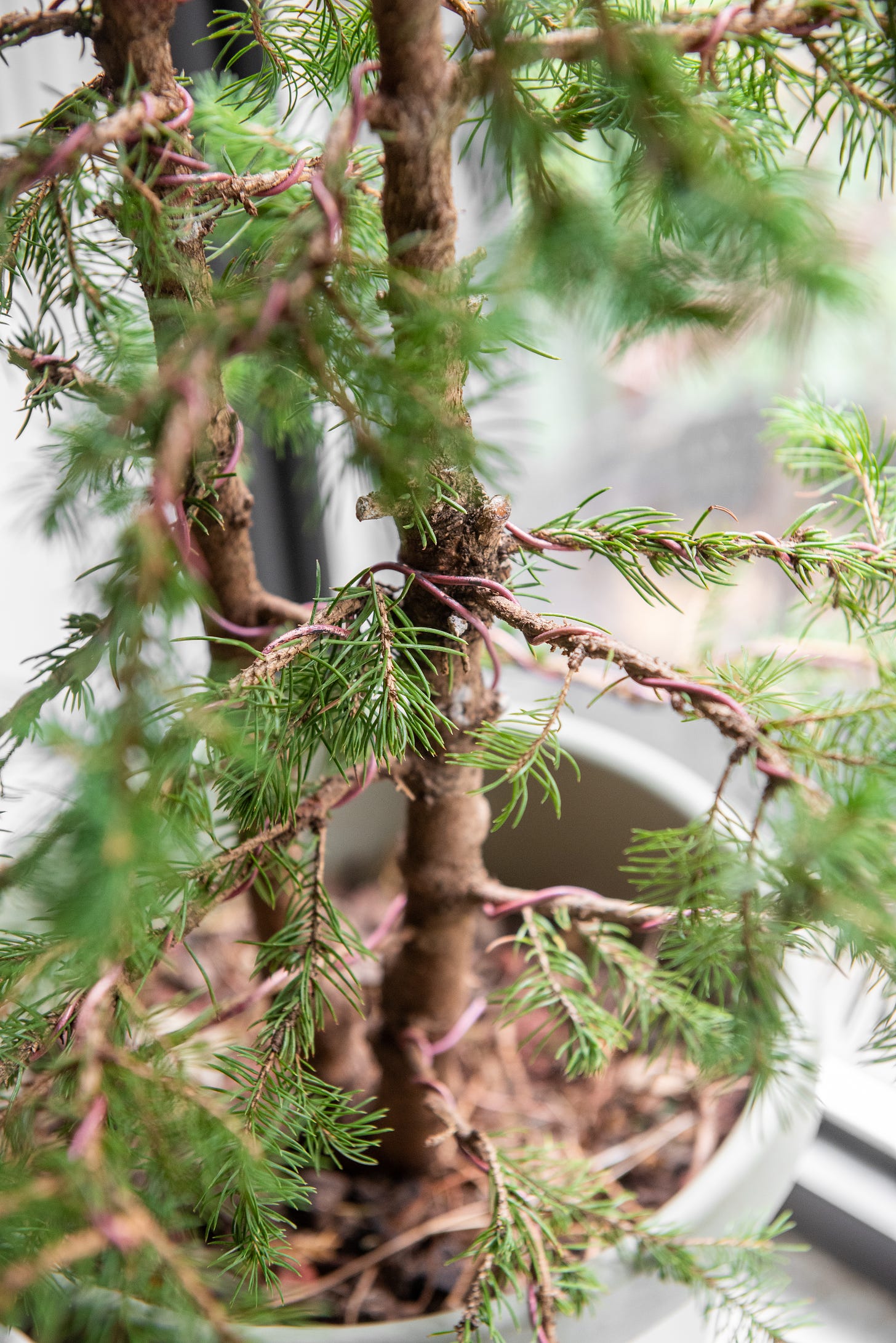 Image description: close up photo showing copper bonsai wire wrapped around spruce tree. End image description.