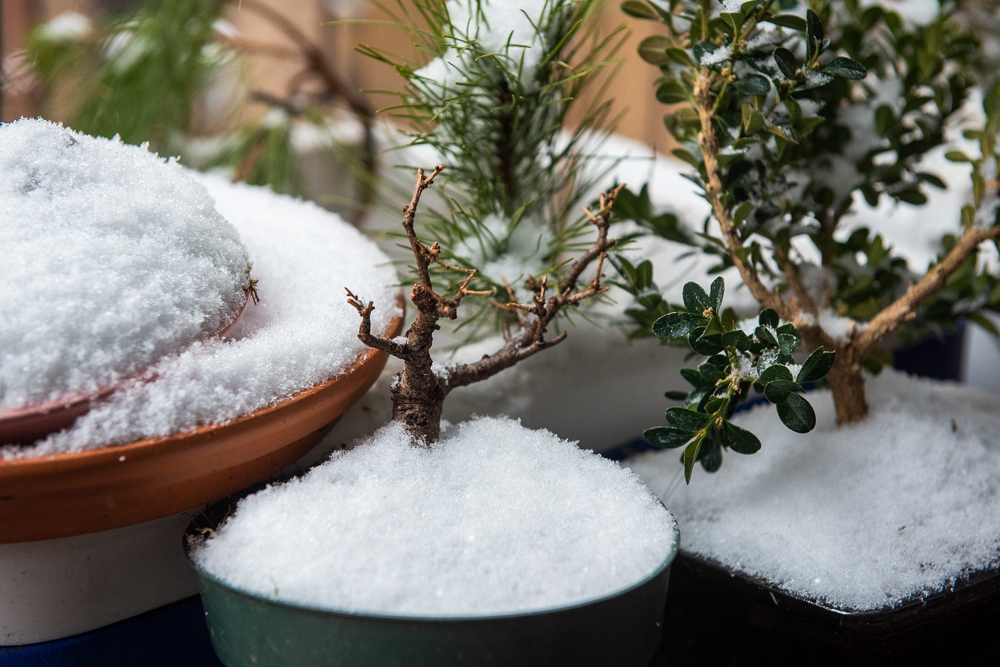 Image description: picture of bonsai trees covered in snow. end image description