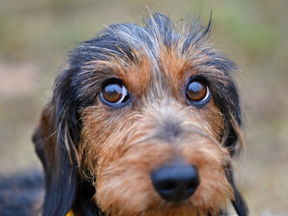 Surprising Signs Your Dog Doesn't Really Like You That Much