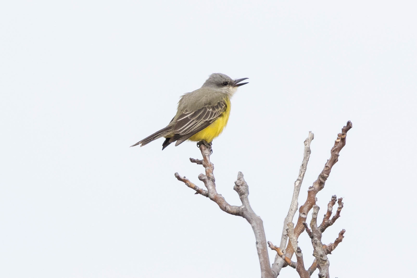 a gray bird with darker gray wings, a yellow-gray back, a bright yellow belly, darker area around its eye, and long/thick black beak held open. it is sitting on very top left of an approximately v-shaped leafless branch, facing right against a white sky