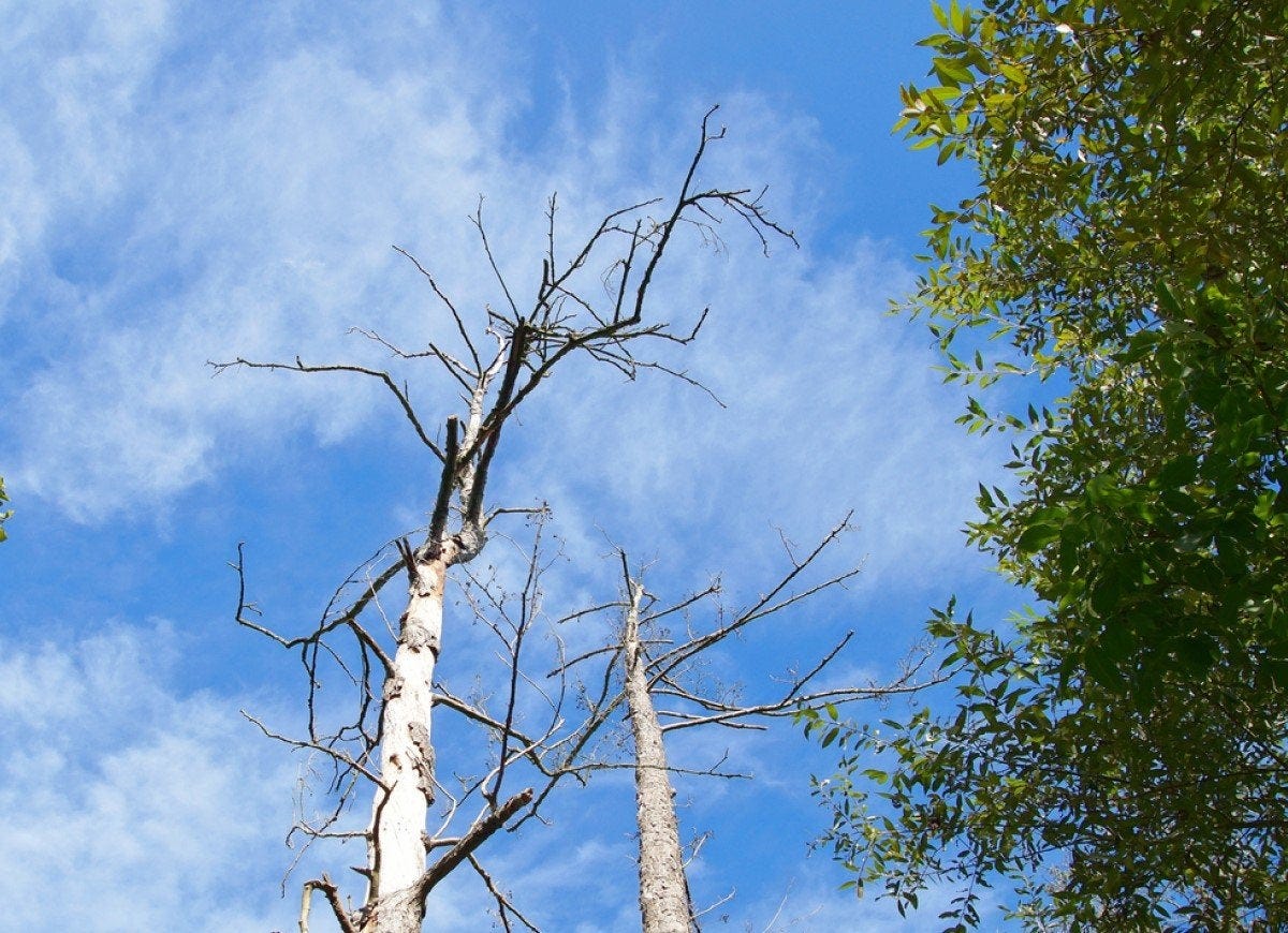 Dying Tree? Watch for These 7 Signs So You Can Save It - Bob Vila