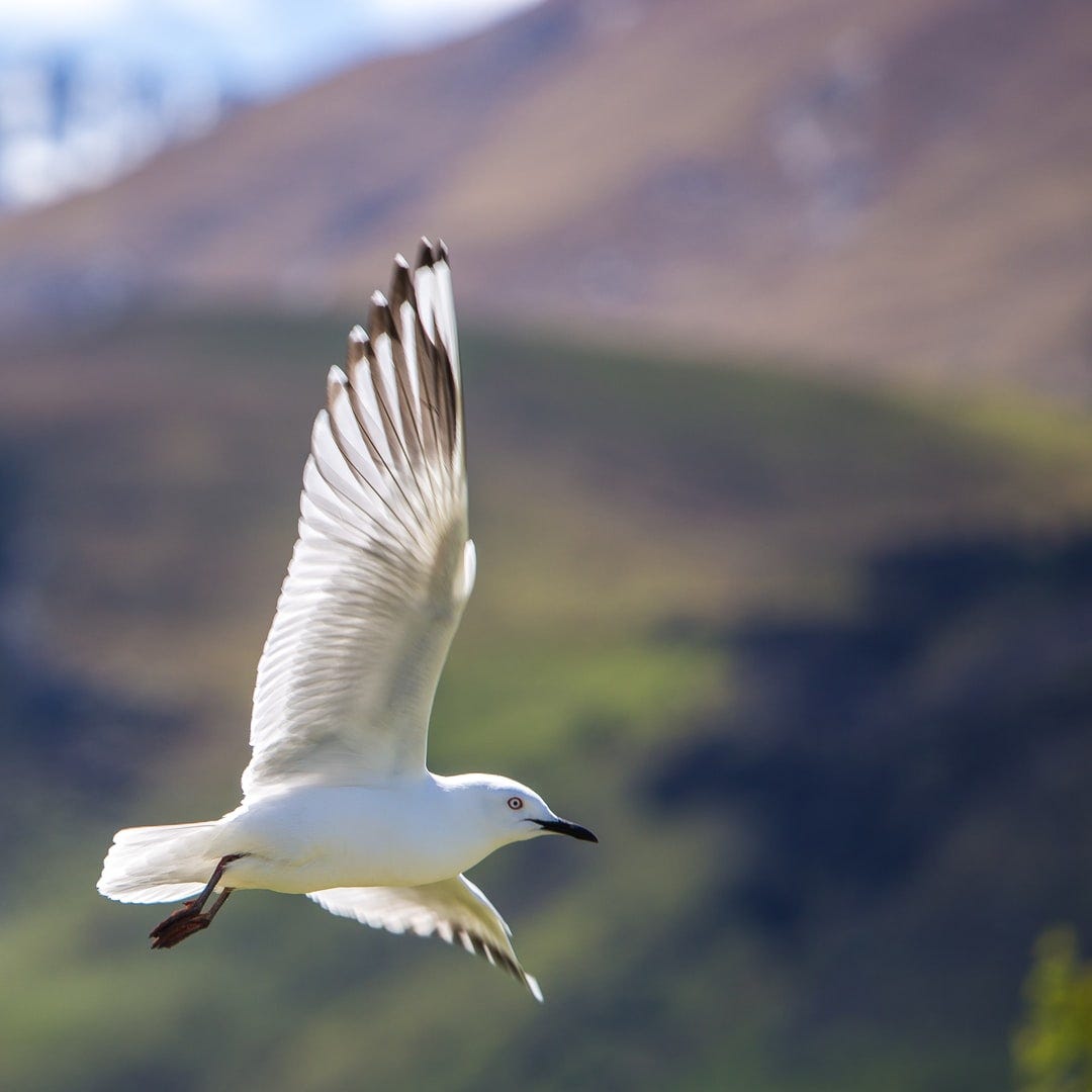 shallow focus photography of white bird flying in the sky photo – Free Bird  Image on Unsplash