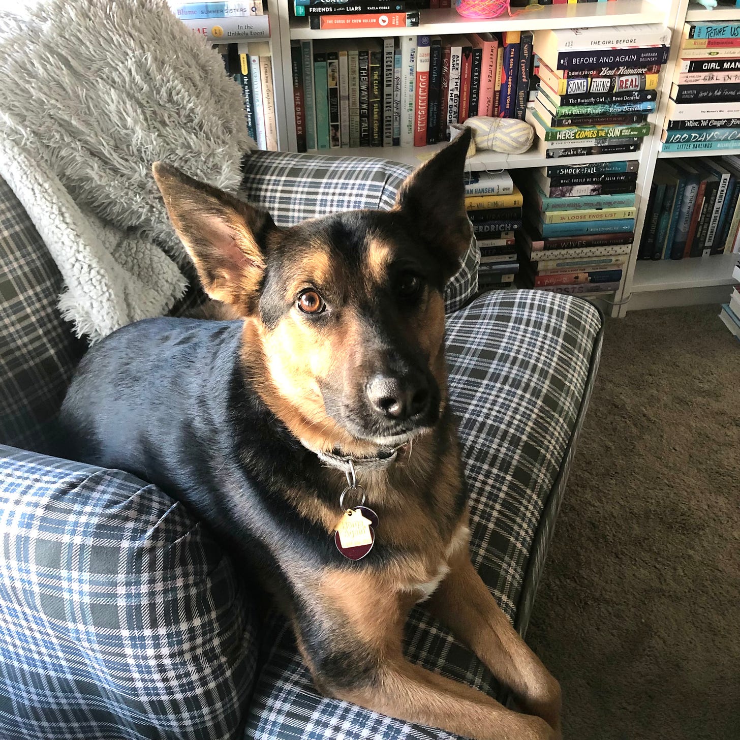A German Shepherd with big ears sitting in a plaid chair with lots of bookshelves in the background. 