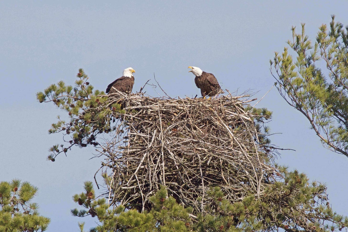 Bald eagles in a big nest