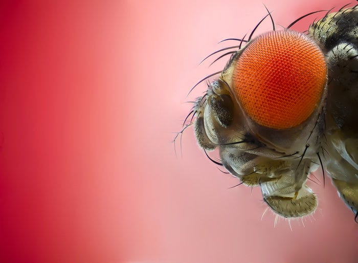 Close up image of fruit fly head.