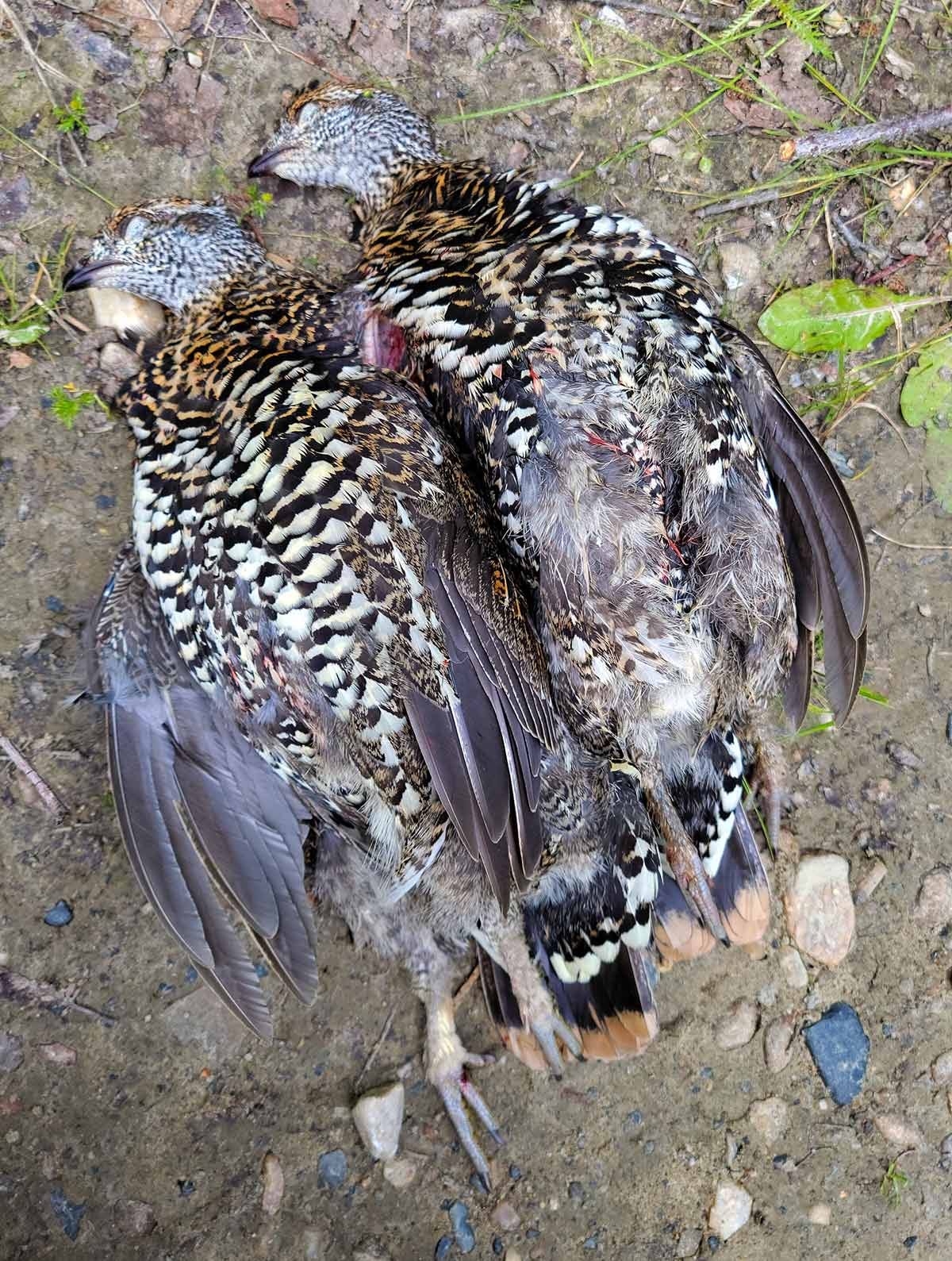 Two dead spruce grouse. 