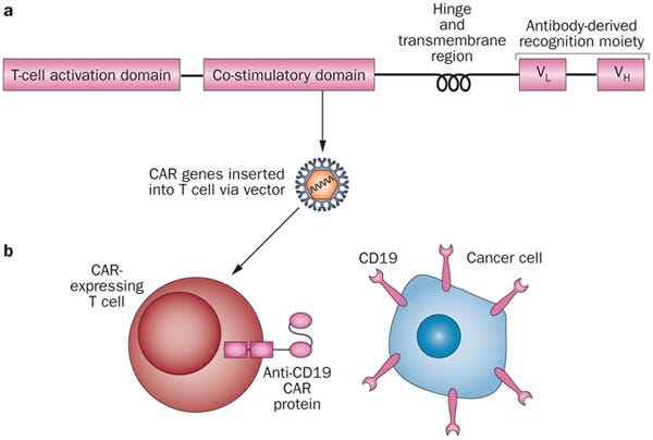 Treating B-cell cancer with T cells expressing anti-CD19 chimeric antigen  receptors | Nature Reviews Clinical Oncology