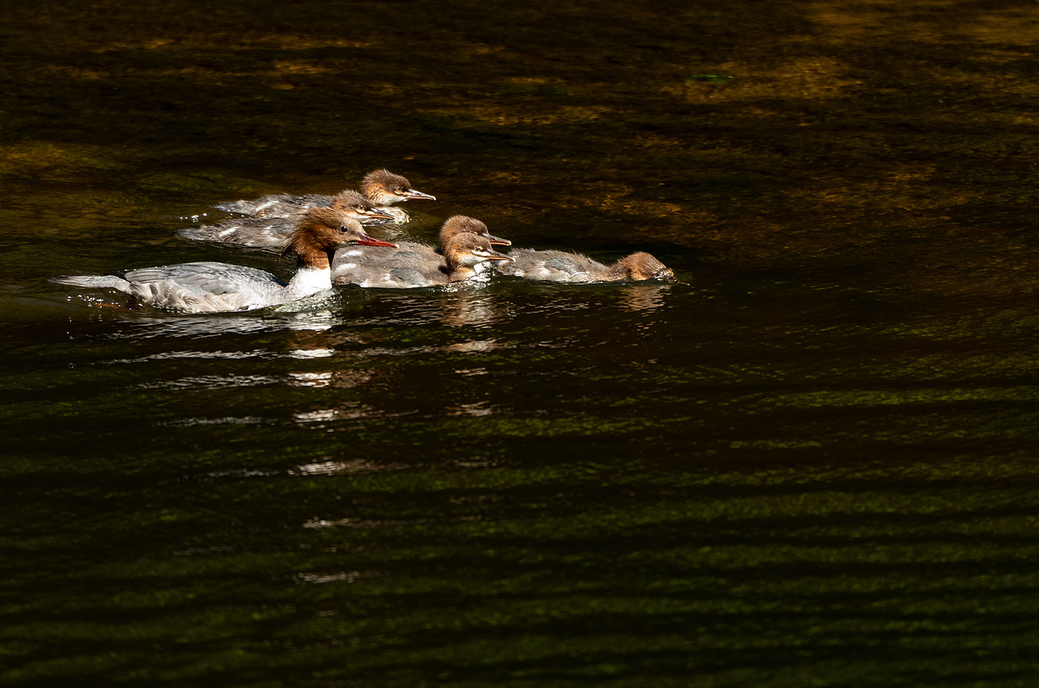 Photo of a female goosander and babies in a river