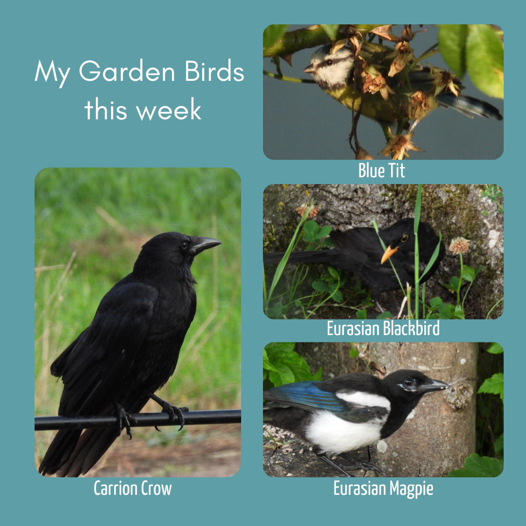 Image showing four frames with a photo of my garden birds in each. Title in white text on upper left: My garden Birds this week. One portrait format frame on the left side containing the following photo: Carrion Crow Three landscape format frames on the right half of the image, containing the following photos: Blue Tit, Eurasian Blackbird, Eurasian Magpie