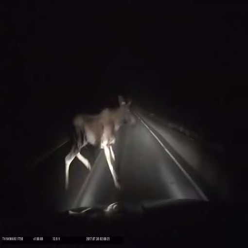 Dashcam shows driver narrowly missing moose on dark highway | CBC News https://www.cbc.ca/news/canada/newfoundland-labrador/dashcam-moose-fermeuse-1.4250886