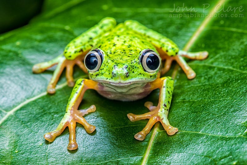 Lemur Leaf Frog (Hylomantis lemur)