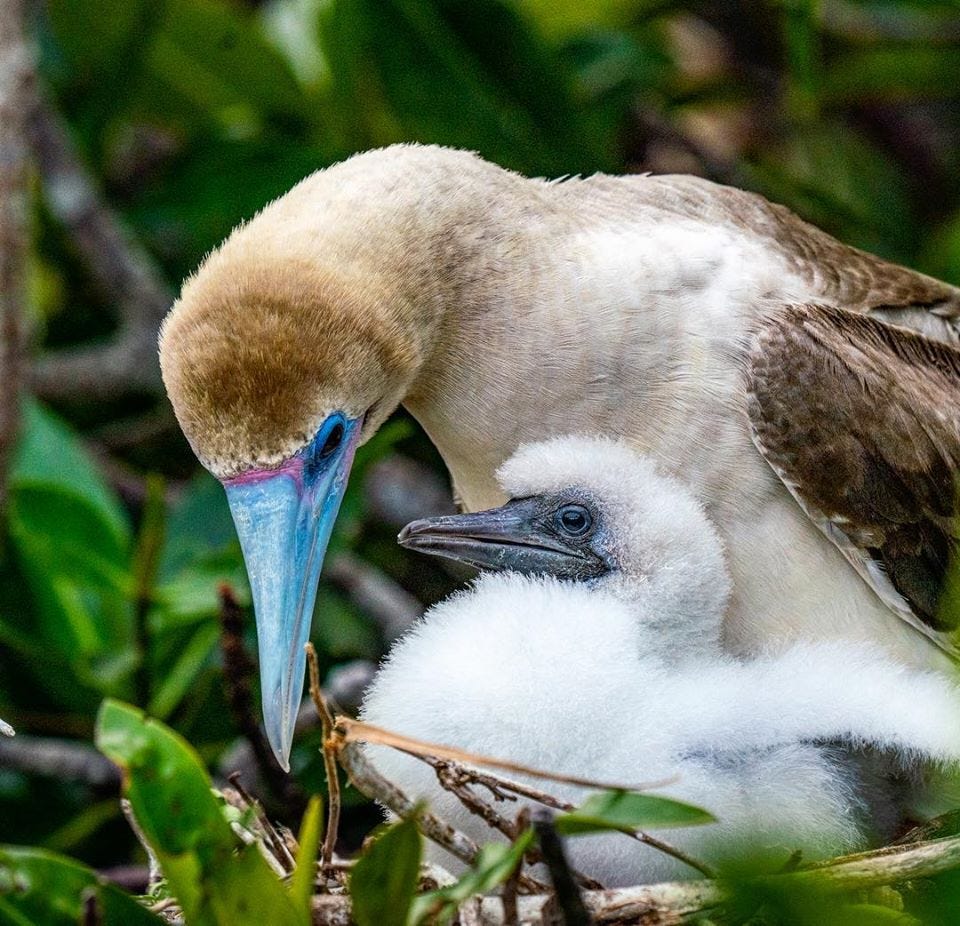 Blue Footed Booby and Chick • Marko Dimitrijevic Photography