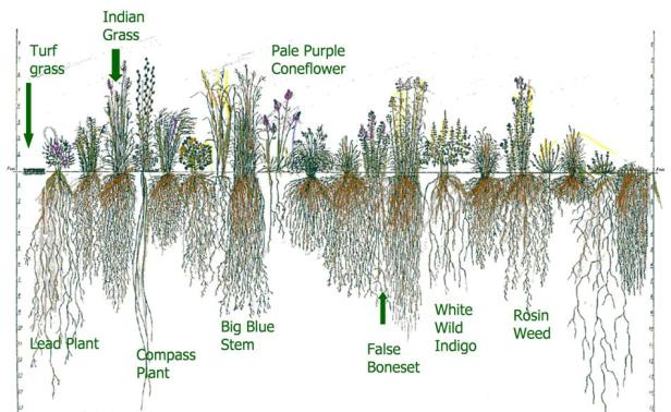 Root Depth Comparison of Turf Grass