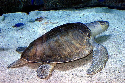 Olive Ridley Sea Turtle | Creatures of the World Wikia | Fandom