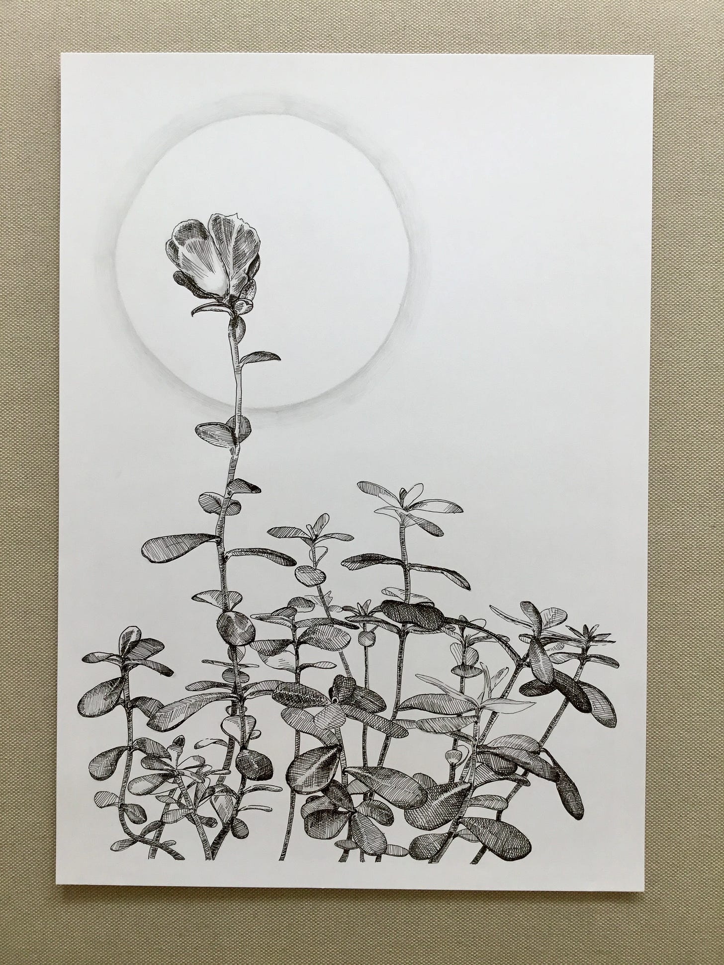 image: photo of my line drawing of a plant with a flower stem higher than the rest, the flower is encircled by soft, dreamy ray of sun. 